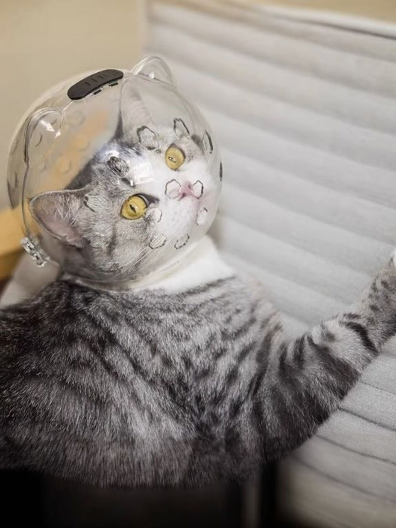 Transparent anti-bite pet spherical head cover from Pear Daisy, designed to protect pets&