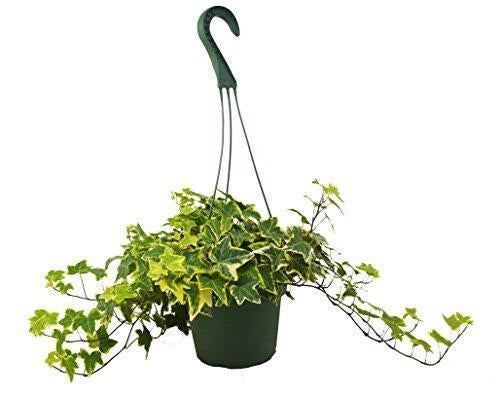 English Ivy Gold houseplant from House Plant Dropship, vibrant green and gold foliage suitable for home and garden décor.