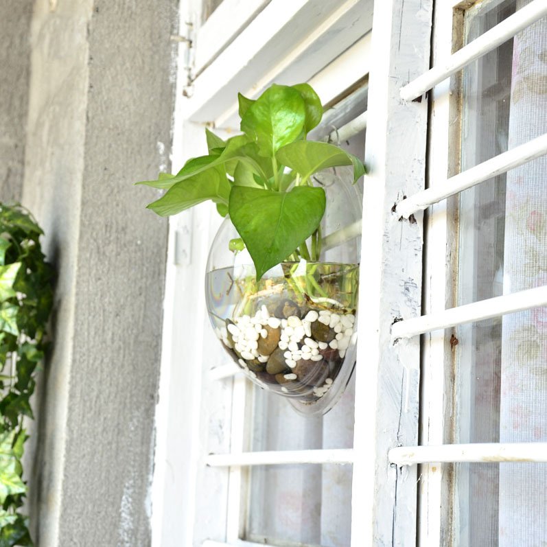 Fuchsia Molly wall hanging fish tank with clear glass and aquatic plants, perfect for home and garden decor.