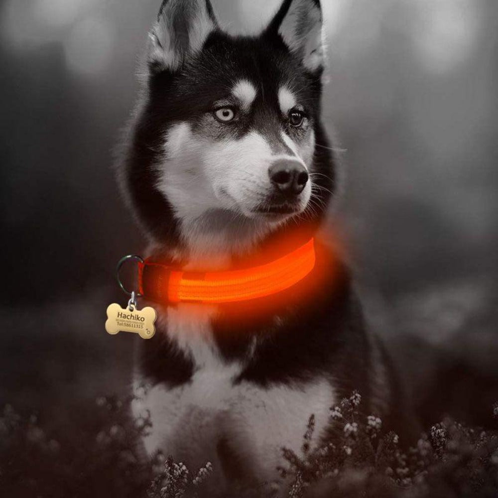 Two nylon LED dog collars from Yellow Pandora with bright LED lights, adjustable for a secure fit, shown in the image.