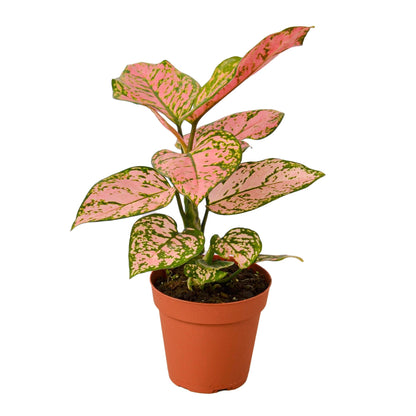 Healthy Chinese Evergreen &