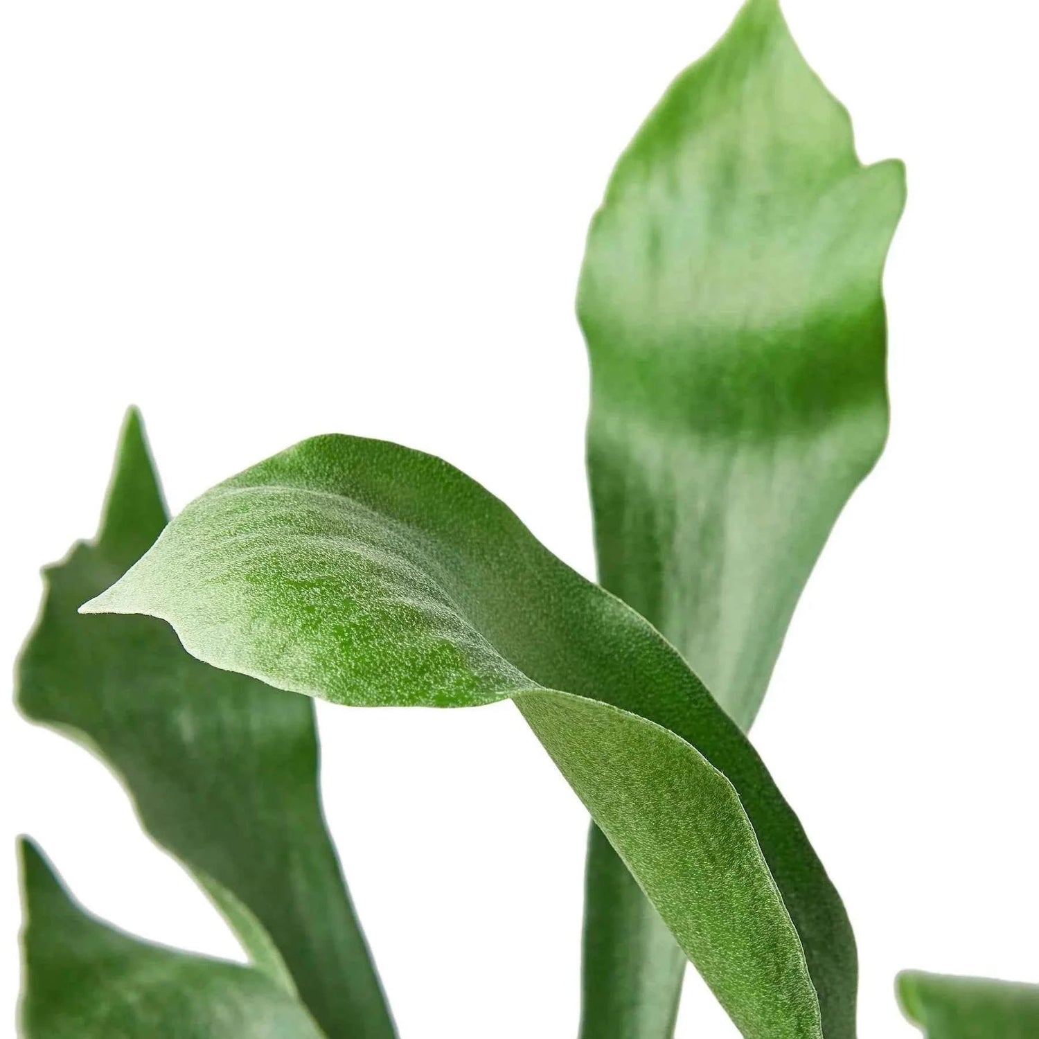 Ruby Medusa Staghorn Fern for home and garden, showcasing lush, branching green fronds in a natural setting.