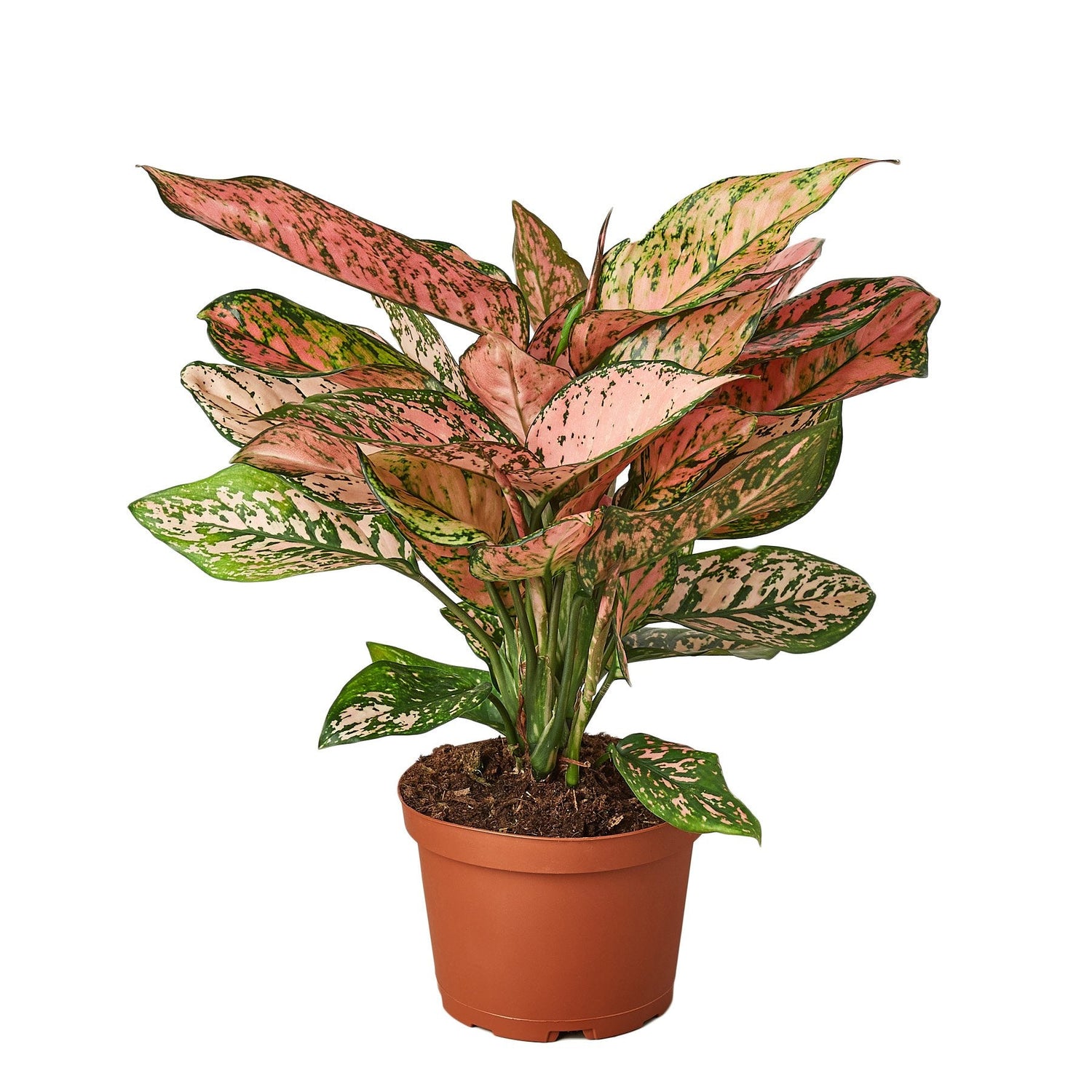Chinese Evergreen Lady Valentine house plant with variegated green and silver leaves, ideal for home and garden decor.
