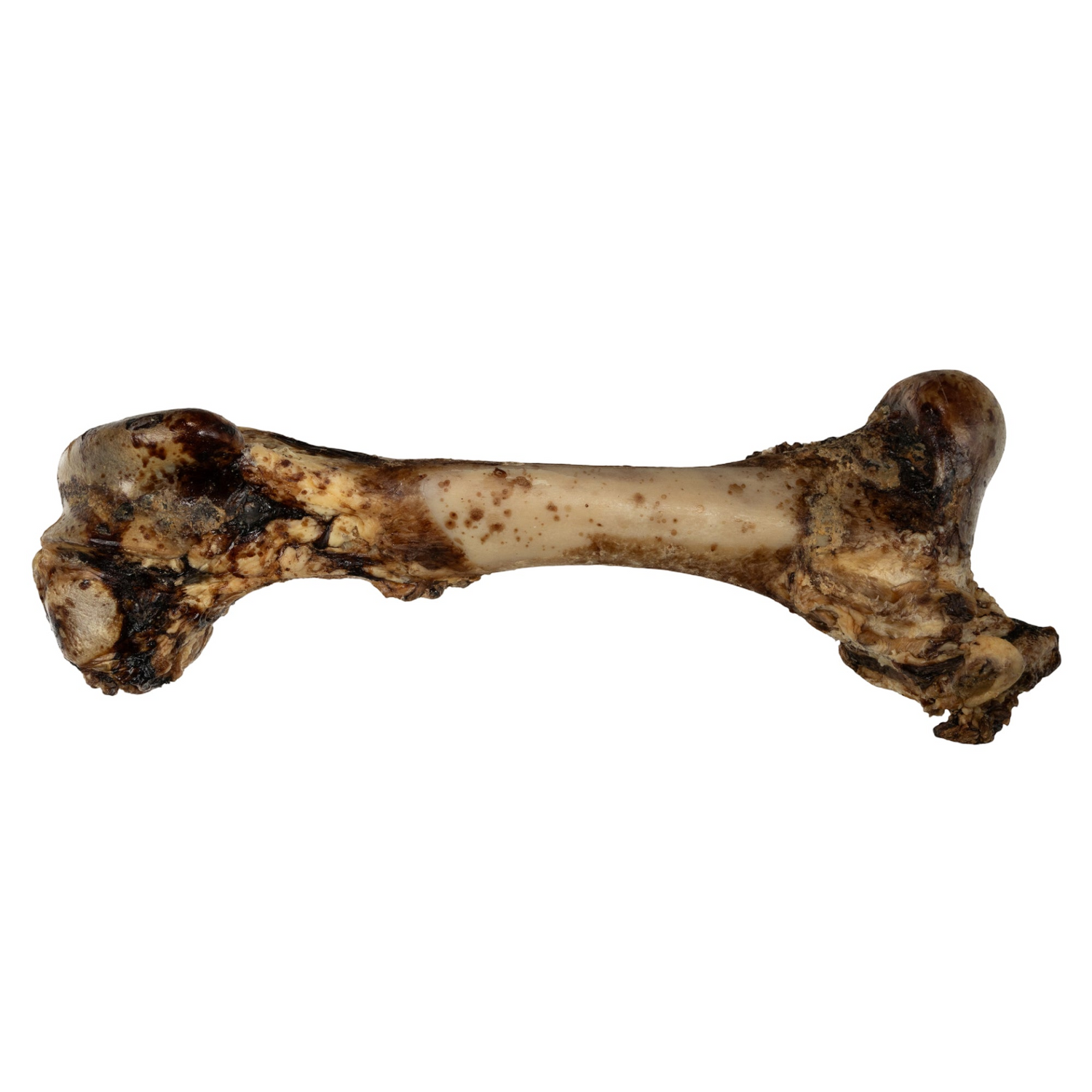 Whole Femur Bone Dog Treat from Start2Finish, natural roasted chew for power chewers, 15-17 inches long, pet supplies.