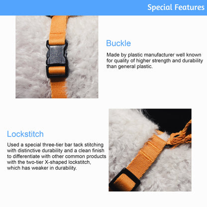 Emerald Alfie Lof Collar for pets, shown on a small dog, featuring a stylish design with a buckle and decorative elements.