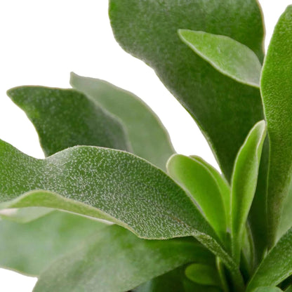 Ruby Medusa Staghorn Fern for home and garden, lush green fern with distinctive antler-shaped fronds on a neutral background.