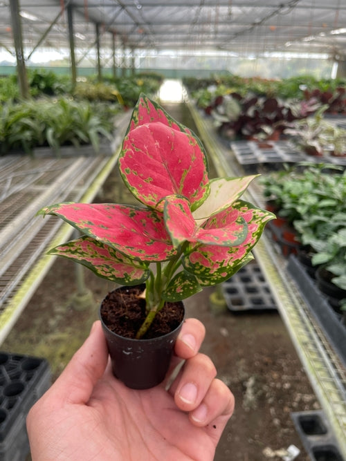 Chinese Evergreen Lady Valentine houseplant with variegated green and cream leaves, displayed in a decorative pot.