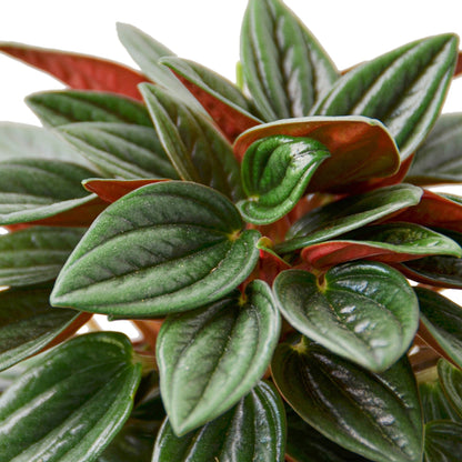 Peperomia Rosso houseplant with vibrant red and green variegated leaves, perfect for home and garden decor.