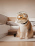 Transparent anti-bite pet spherical head cover by Pear Daisy, designed to protect pets from biting and chewing.