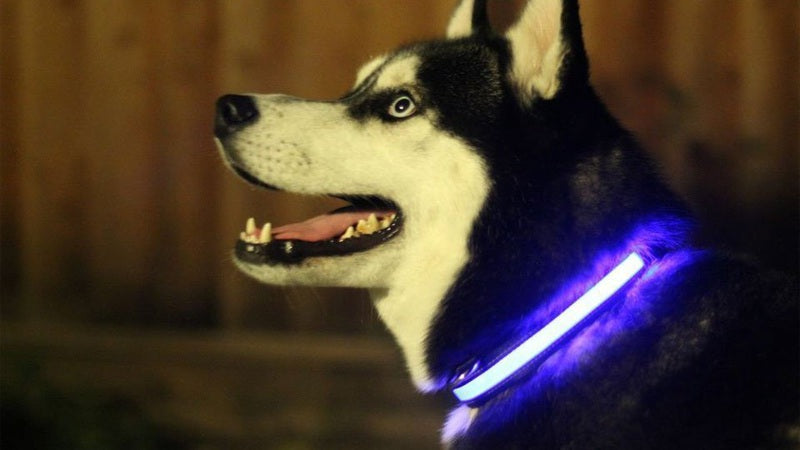 LED Light Up Dog Collar from Fuchsia Molly with bright illumination, adjustable strap, and durable design for nighttime safety.