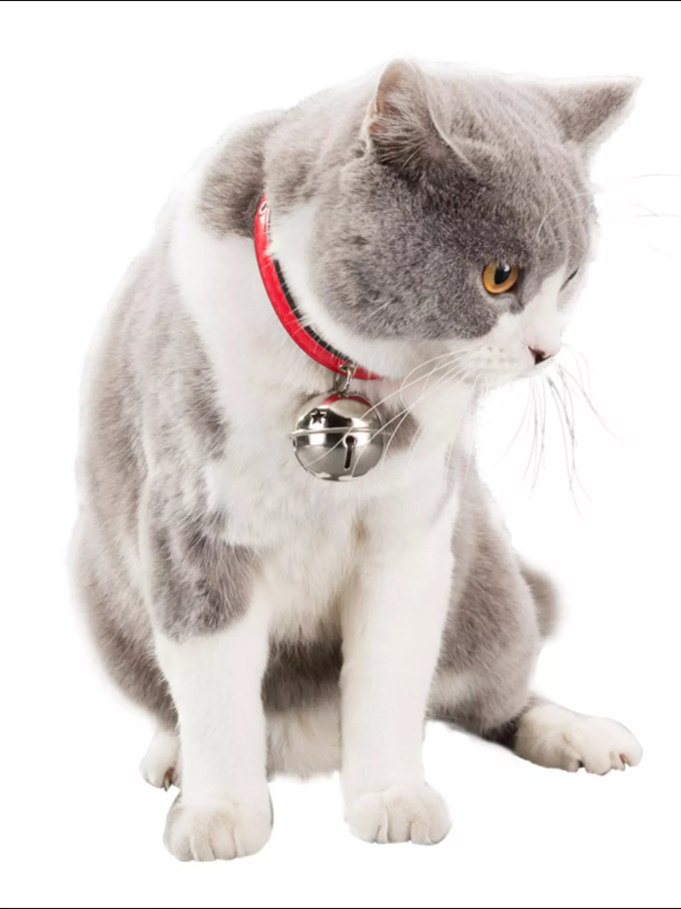 Leather pet collar with bell from Pear Daisy, featuring a sturdy design and adjustable fit for cats and small dogs.