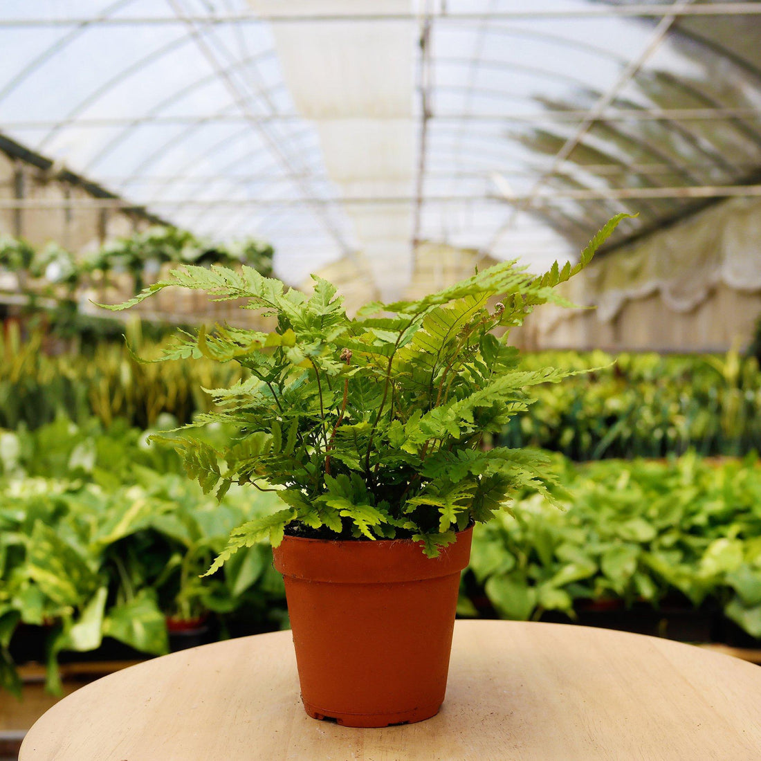 Pet-friendly monthly subscription box from House Plant Dropship featuring home and garden plant accessories and supplies.