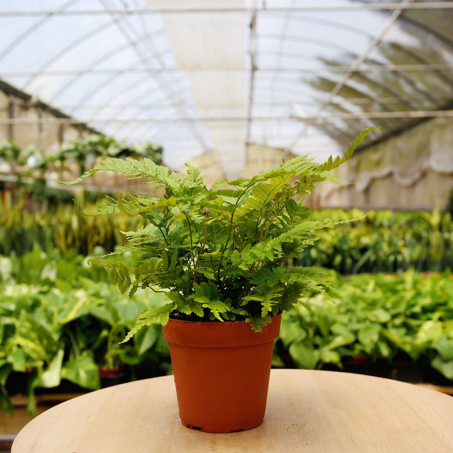 Pet-friendly monthly subscription box from House Plant Dropship featuring home and garden plant accessories and supplies.