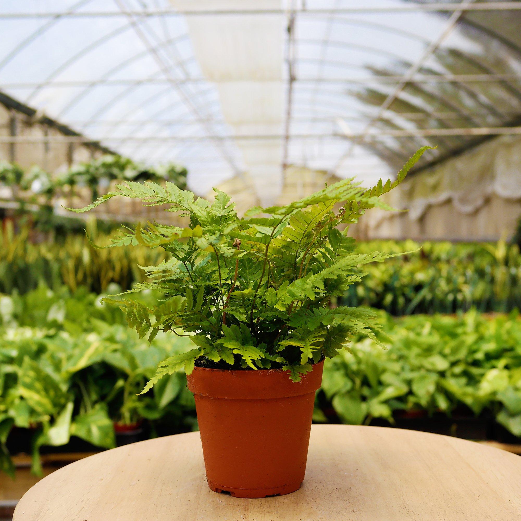 Pet-friendly monthly subscription box from House Plant Dropship featuring home and garden plant accessories and supplies.