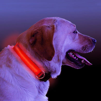 Fuchsia Molly LED light-up dog collar with adjustable strap and bright illumination for nighttime visibility.