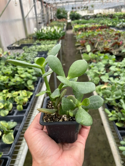 Close-up of a Crassula &