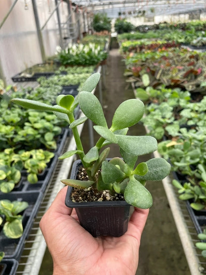 Close-up of a Crassula &