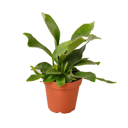 Lush green staghorn fern from Ruby Medusa, displayed on a decorative wooden stand in a home garden setting