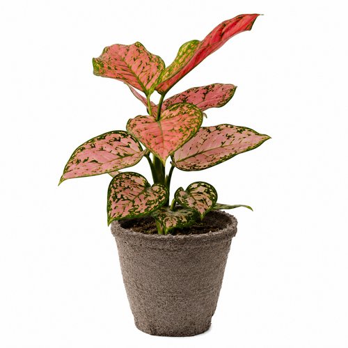 Chinese Evergreen Lady Valentine house plant in a decorative pot, showcasing lush green foliage with variegated leaves.