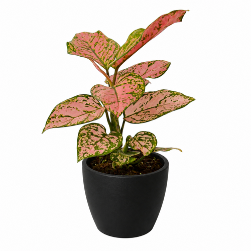 Chinese Evergreen Lady Valentine houseplant in black eco-friendly pot, lush green leaves, ideal for home and garden decor.