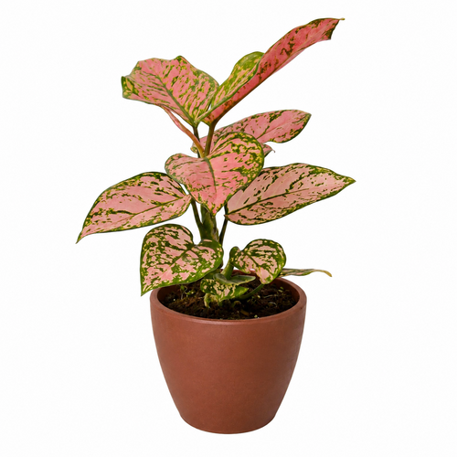 Chinese Evergreen &