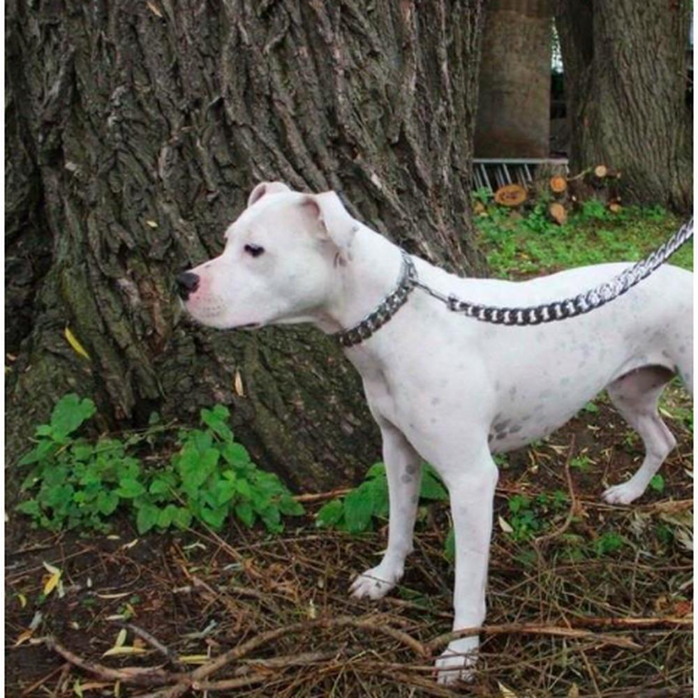 Almandine Caesar Cuban Link pet leash with durable metal chain and leather handle for stylish dog walking.