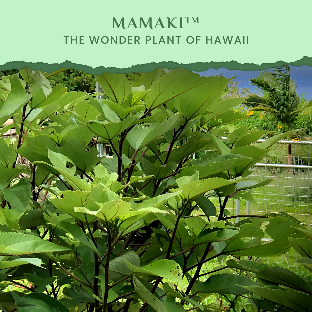 Mamaki Tea - Hawaiian Organic Caffeine Free