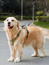 Adjustable reflective pet harness by Pear Daisy, featuring bright straps and secure buckles for outdoor walks with dogs.