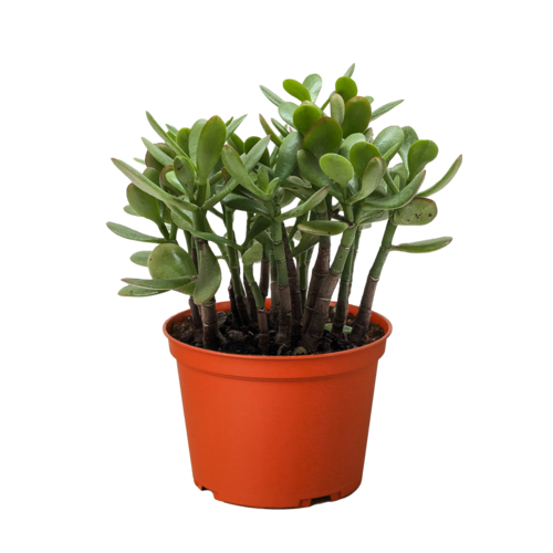 Healthy Crassula &