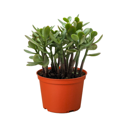 Healthy Crassula &