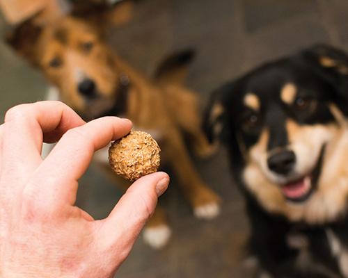 Two dogs enjoying Kimberlite Beer Paws Peanut Butter Flavor Beer Biscuits for pets, showing the tasty treats in front of them.