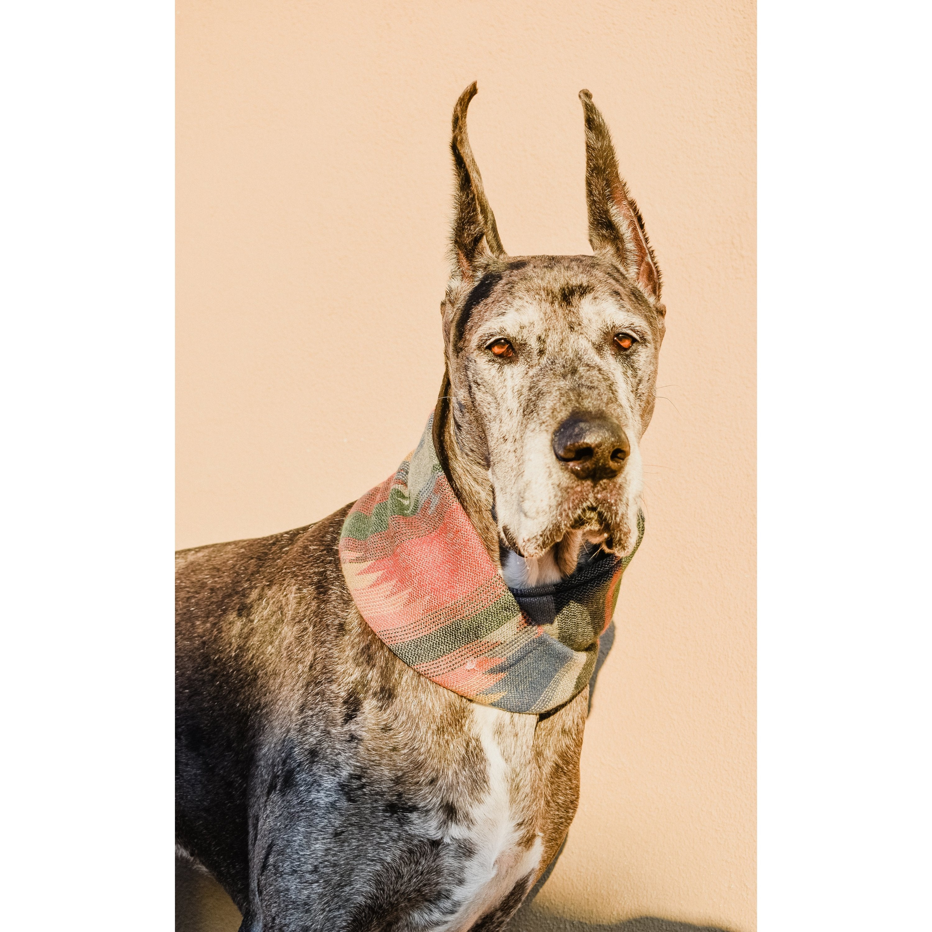 Scarlet Gaia Sequoia dog scarf with green and beige pinecone pattern, cozy pet accessory for stylish pets.