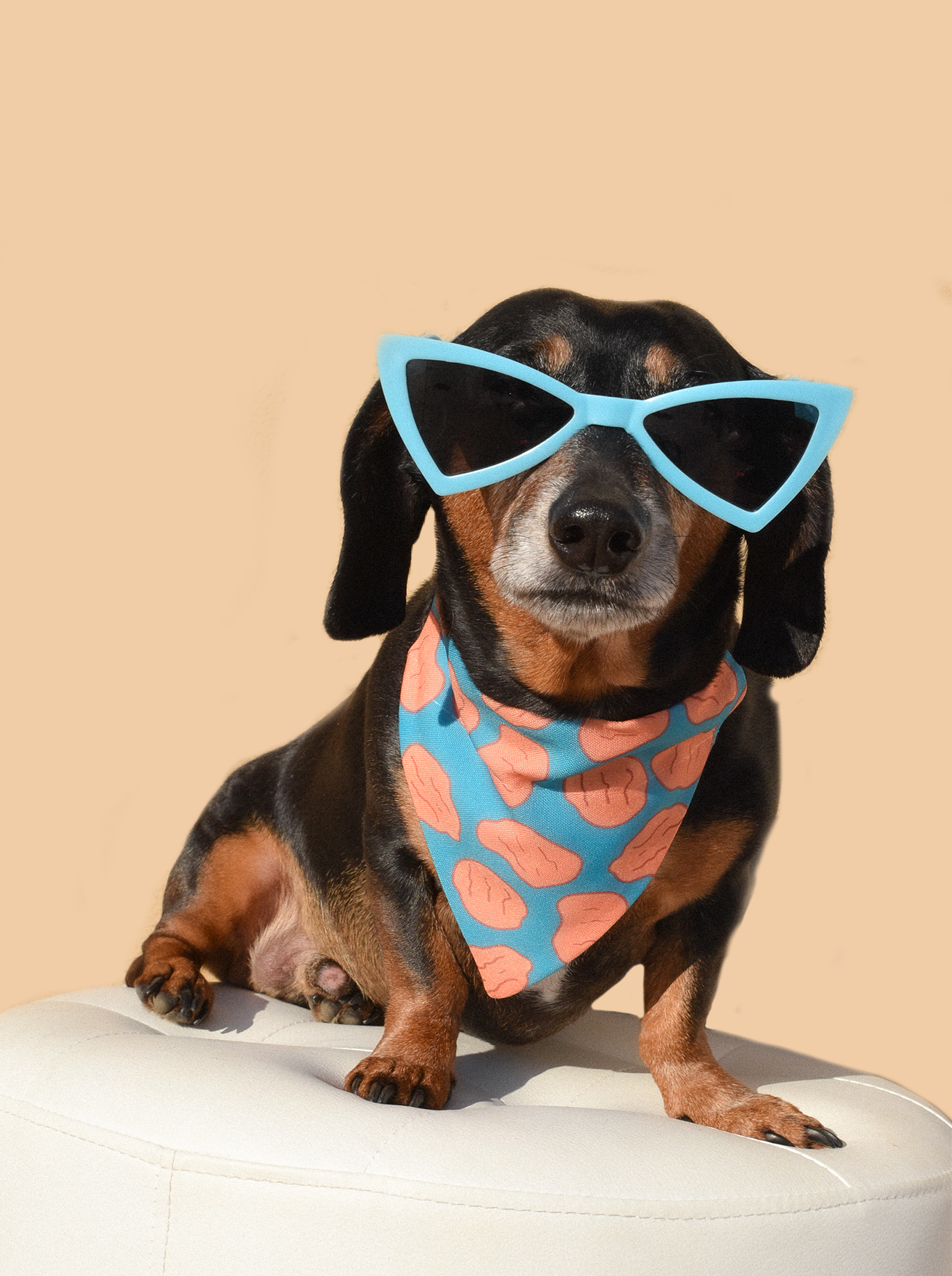 Scarlet Gaia dog sunnies for pets, stylish pet eyewear with black frames and tinted lenses, designed for dogs.