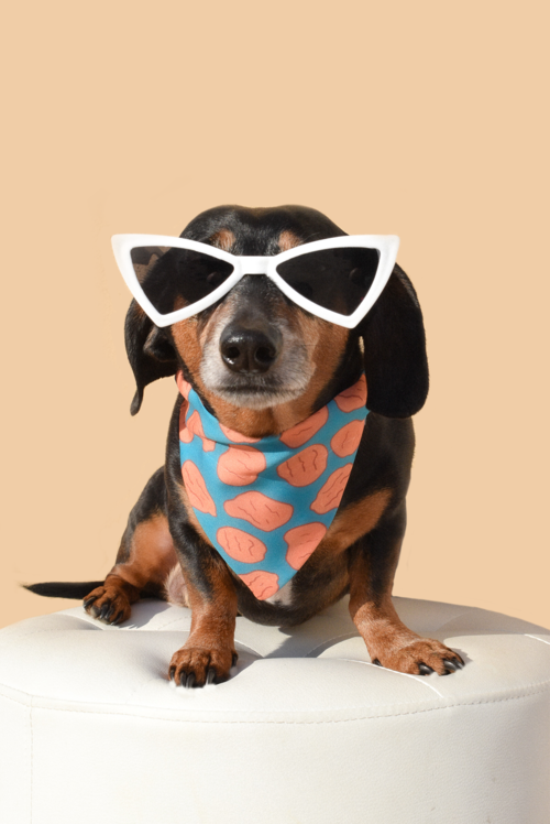 Scarlet Gaia dog sunglasses for pets, stylish black pet sunnies with reflective lenses, designed for canine sun protection.