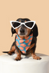 Scarlet Gaia dog sunglasses with black frames and tinted lenses, designed to protect pets&