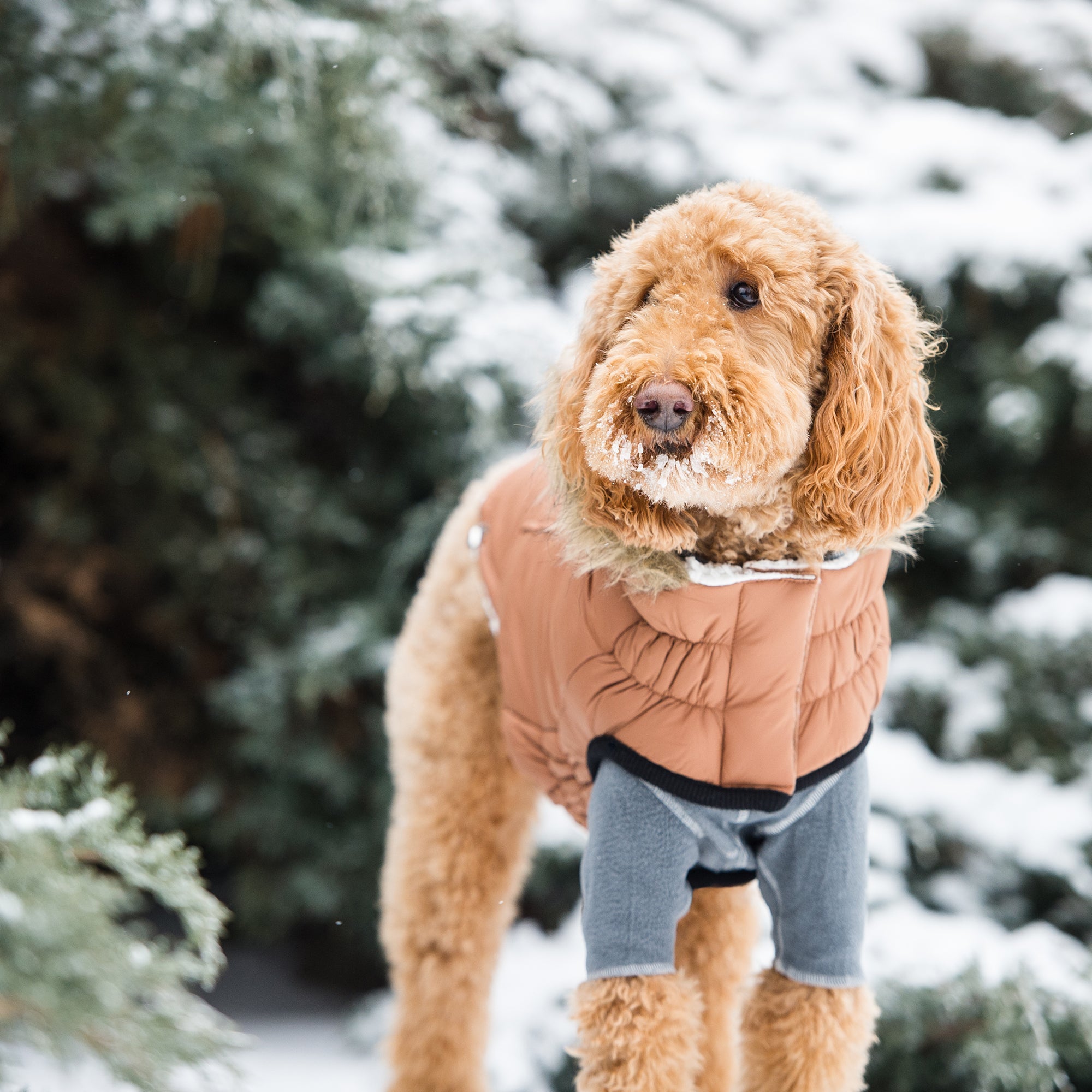 Beige Antigone urban caramel parka for dogs, stylish petwear with a cozy, insulated design for outdoor walks.