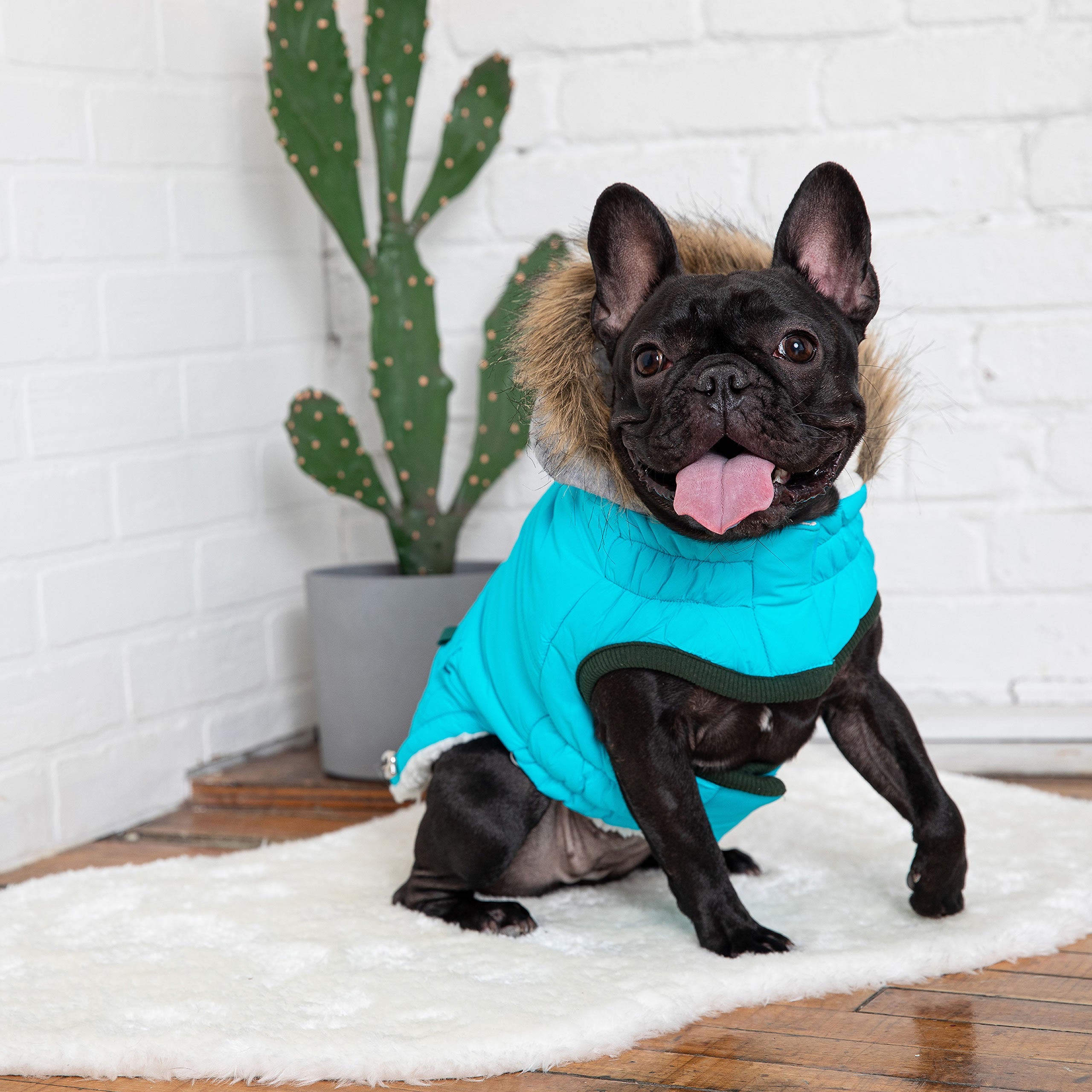 Beige Antigone Winter Sailor Parka in aqua, stylish pet outerwear with a nautical design, suitable for cold weather.