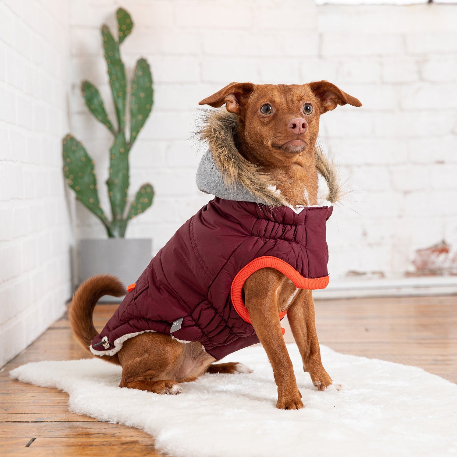 Beige Antigone winter sailor parka in burgundy fabric, designed for pets, with a warm, stylish nautical-inspired look.