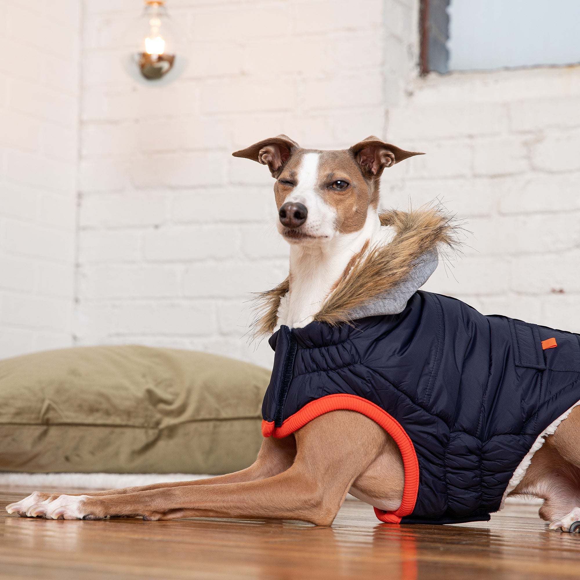 Beige Antigone navy winter sailor parka for pets, showcasing a warm, stylish coat with a hood and nautical design.