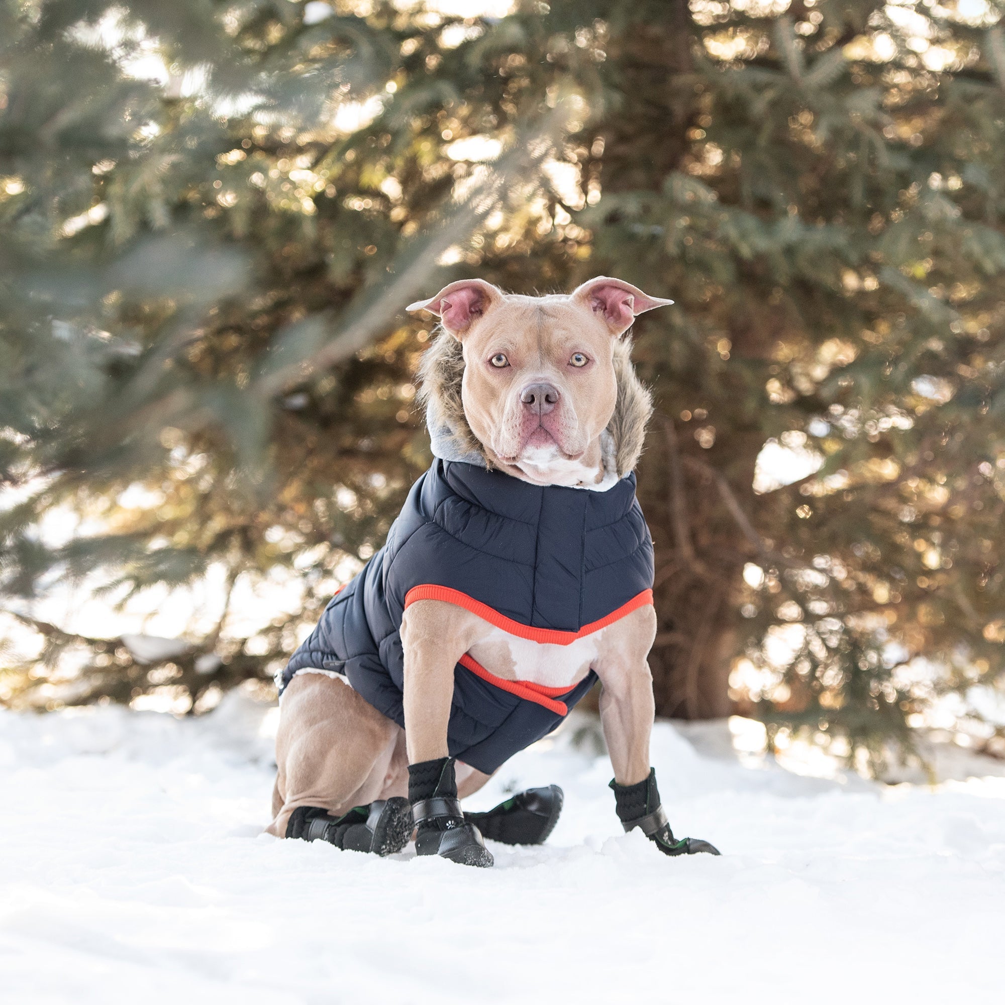 Beige Antigone Winter Sailor Parka in navy, stylish pet outerwear with a sailor-inspired design.