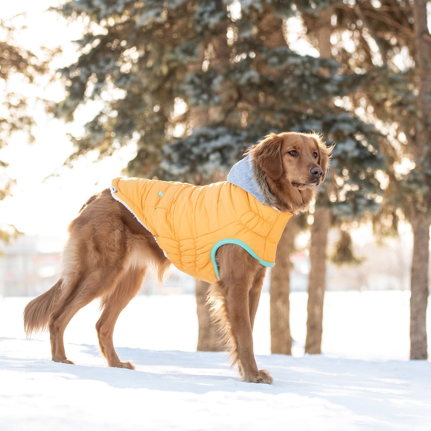 Yellow Winter Sailor Parka for dogs by Beige Antigone, showing a cozy, weather-resistant pet coat with nautical style details.