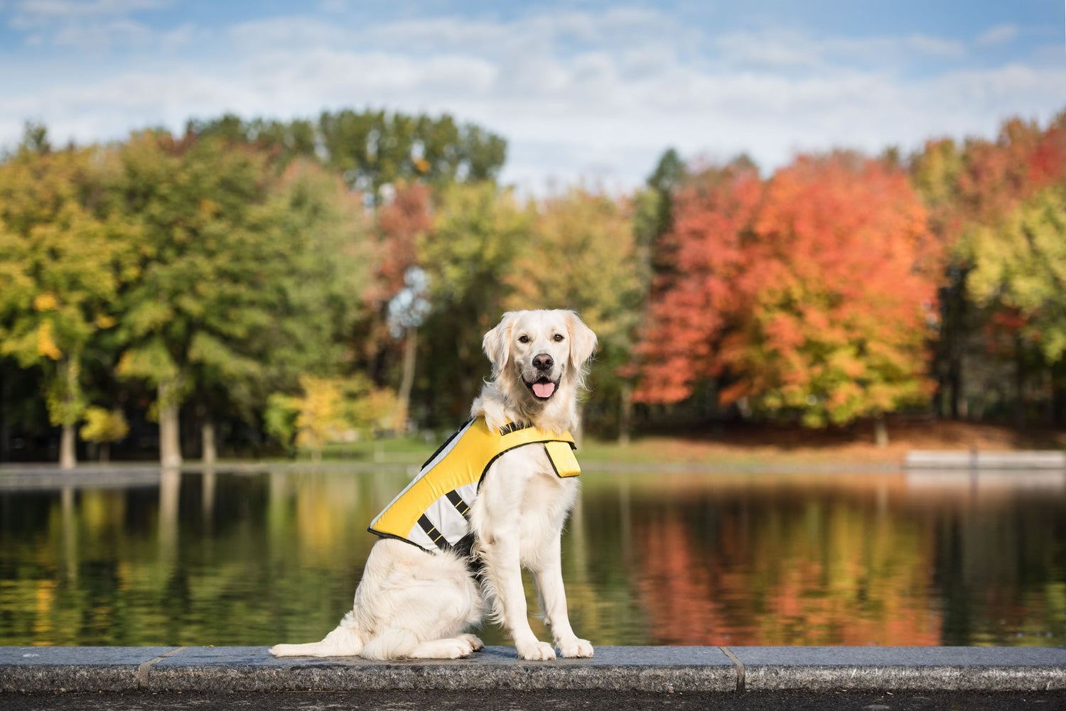 Yellow dog life vest from Beige Antigone designed for safety, with adjustable straps and buoyant material for swimming and water safety.