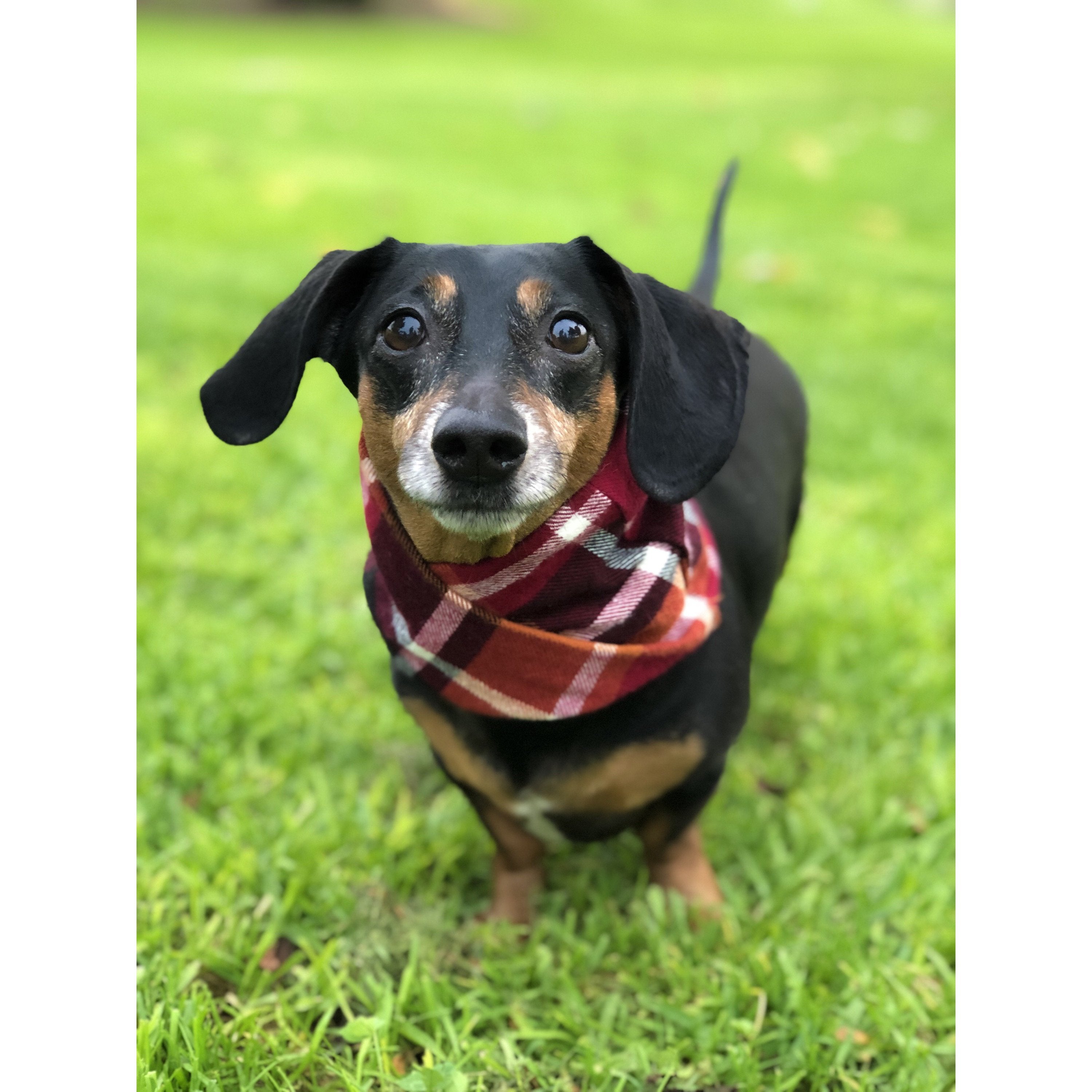 Scarlet Gaia Spice Latte dog scarf featuring a cozy, colorful pet accessory with a spicy latte design for pets.
