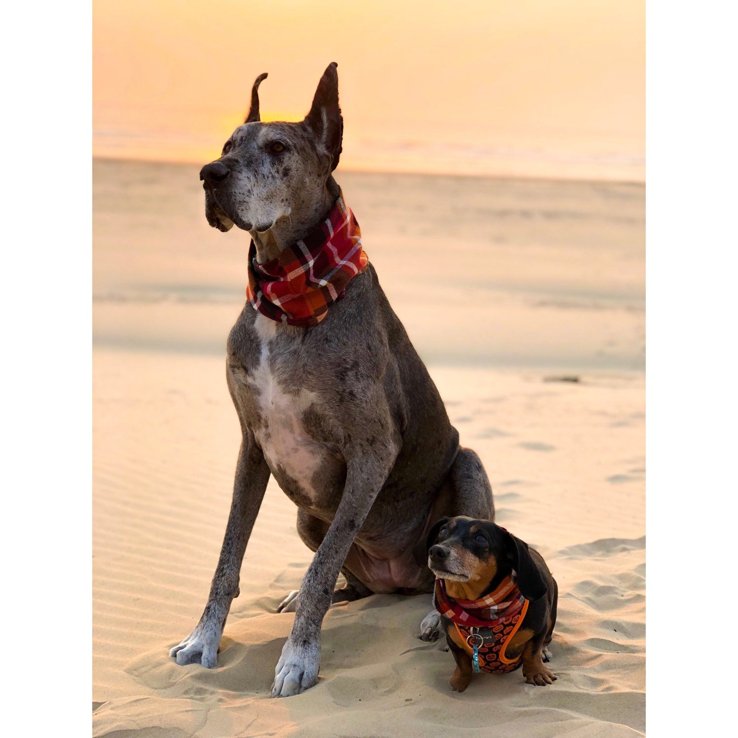 Scarlet Gaia Spice Latte dog scarf featuring a cozy, colorful design for pets, perfect for stylish dog accessories.