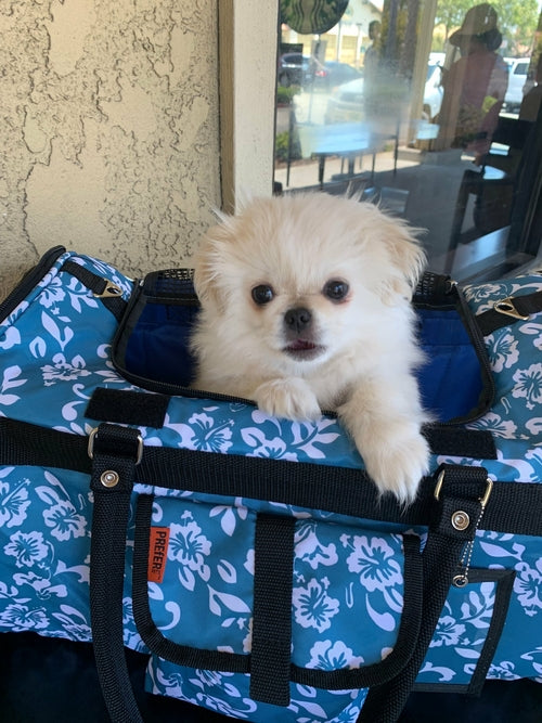 Pink Coconut 312 Hideaway™ Duffel pet carrier with mesh windows and padded shoulder strap for comfortable travel.