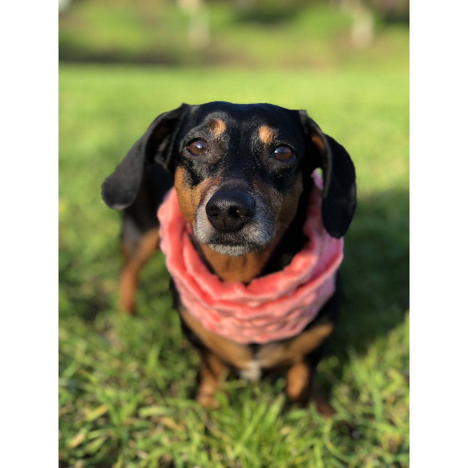 Scarlet Gaia Hubba Hubba pet scarf featuring colorful floral patterns, designed for pets to wear as a stylish accessory.