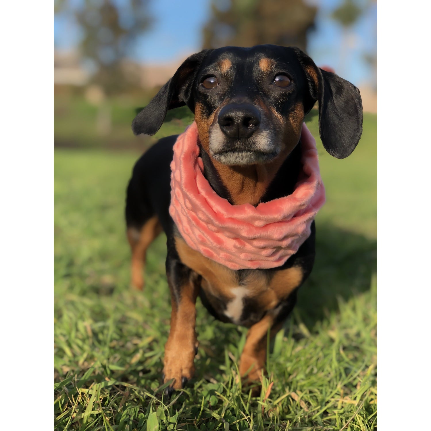 Scarlet Gaia Hubba Hubba pet scarf featuring colorful patterns, made for stylish and comfortable pet accessories.
