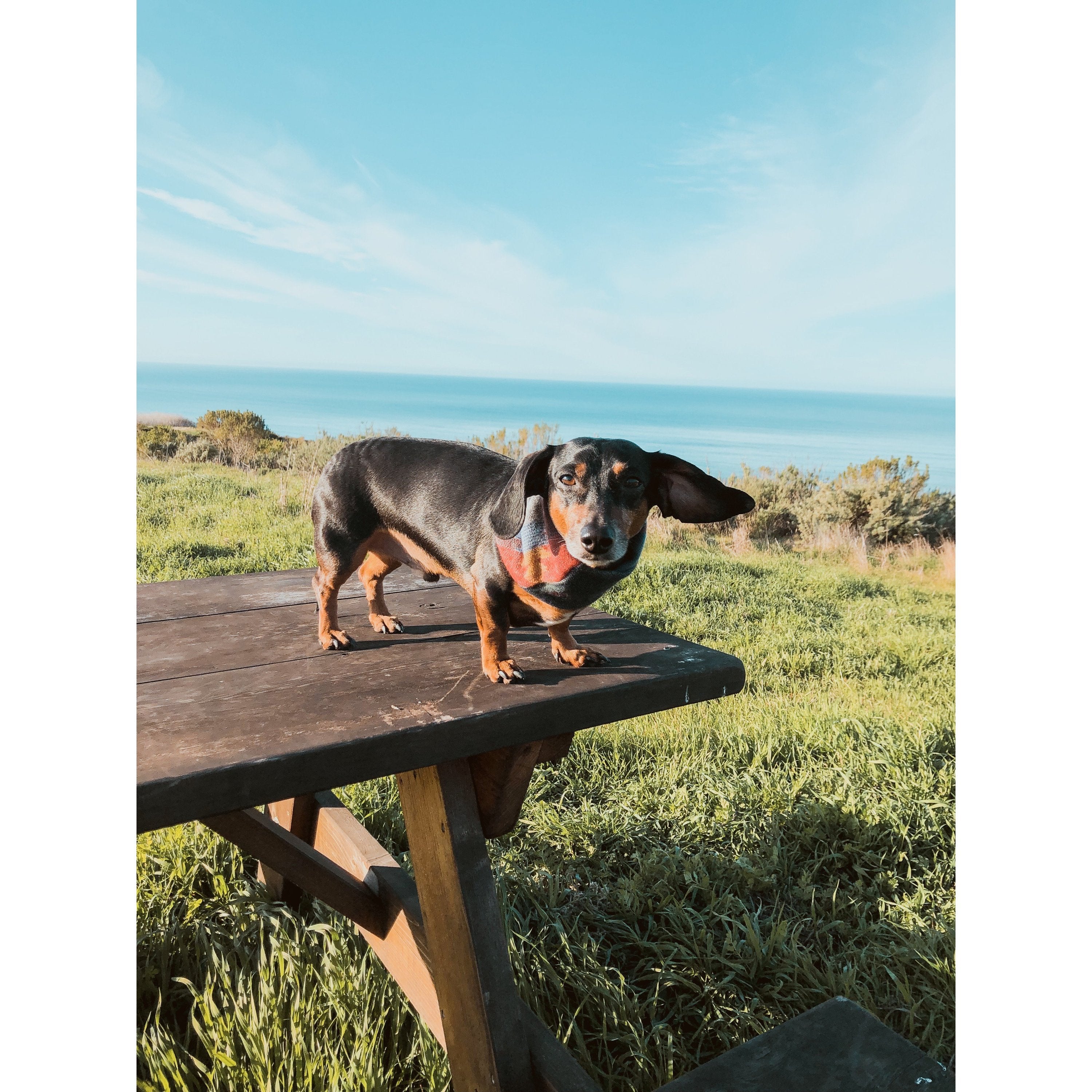 Scarlet Gaia Sequoia dog scarf with green and brown leaf pattern, soft pet accessory for stylish outdoor walks.