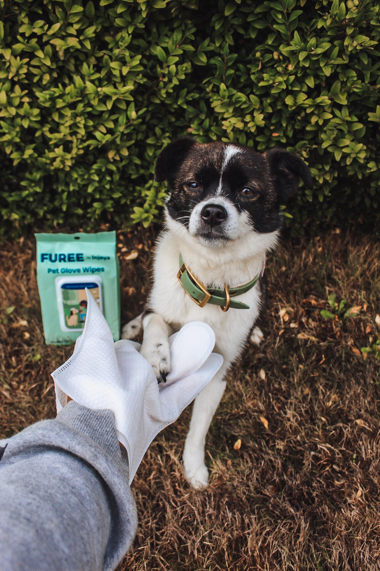 Scarlet Max Pet Glove Wipes in use on a dog, showing gentle cleaning for pets with a soft, reusable glove and wipe.