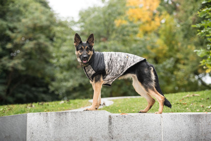 Beige Antigone US Army dog jacket in camouflage for outdoor wear, shown on a dog with adjustable straps and military-inspired design.